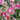 Aquilegia (32)