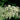 Goatsbeard (32)