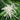 Goatsbeard (32)