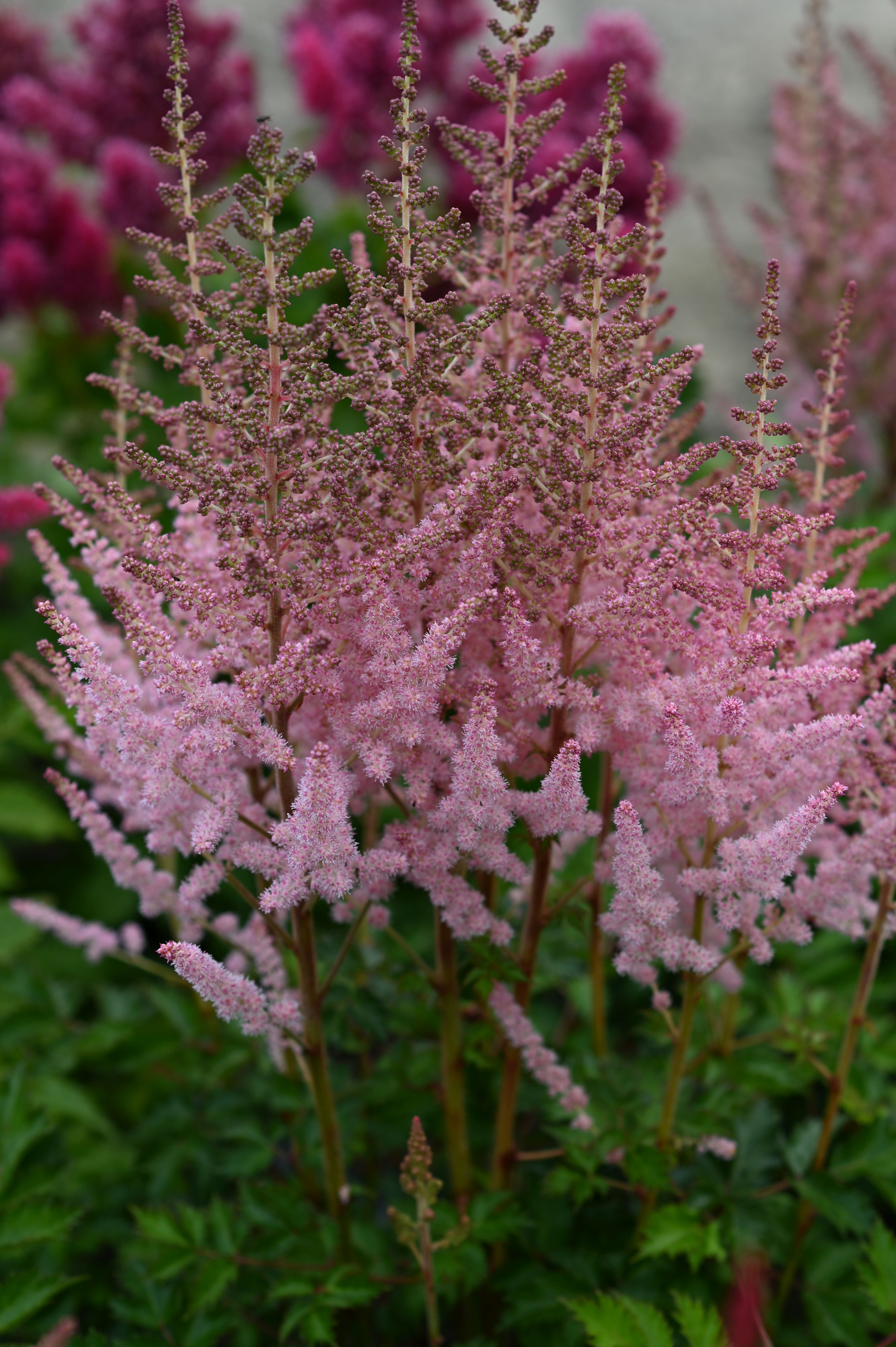 astilbe plant fertilizer Astilbe – Farmer Bailey Inc
