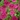 Astrantia (32)