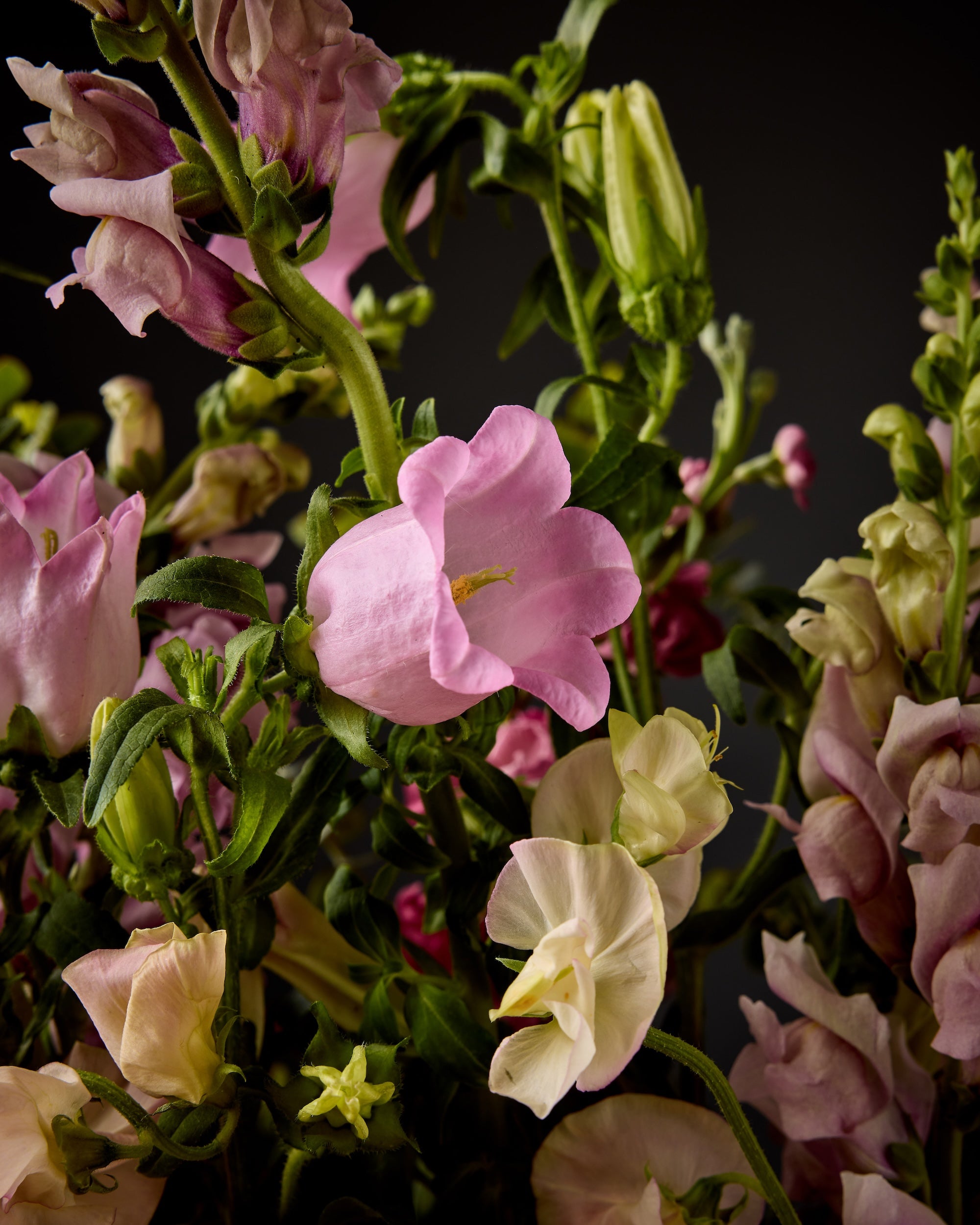 lavender bells plant Campanula Champion and Champion II – Farmer Bailey Inc