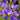 Baptisia australis (32)