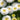 Matricaria Evanthia