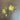 Bess Witt (3 cuttings)