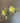 Bess Witt (3 cuttings)