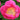 Peony Birthday (3/5 eye, 50 roots)
