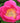 Bright pink Dutch peony flower (Paeonia) blooming with vibrant yellow stamens and lush green foliage. - Peony Birthday (3/5 eye, 50 roots) - Farmer Bailey Inc.