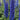 Delphinium New Millenium (32)