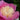 Peony Bowl of Beauty (3/5 eye, 50 roots)