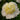 Peony Bridal Icing (3/5 eye, 50 roots)