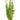 Thyme