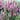 Celosia Flamingo