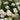 CleanCut™ Dahlia Camano Zoe (36 cell half tray)