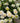 CleanCut™ Dahlia Camano Zoe (36 cell half tray)