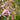 Campanula ‘Pink Octopus’(36 cell half tray)
