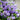 Campanula Champion Pro