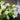 Campanula Champion Pro