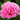 Peony Carnation Bouquet (3/5 eye, 50 roots)