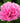 Bright pink Dutch peony (Paeonia lactiflora) flower with layered petals and lush green leaves. - Peony Carnation Bouquet (3/5 eye, 50 roots) - Farmer Bailey Inc.