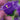 Campanula Champion Pro