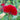 Celosia Chief