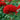Celosia Chief