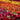 Celosia Act