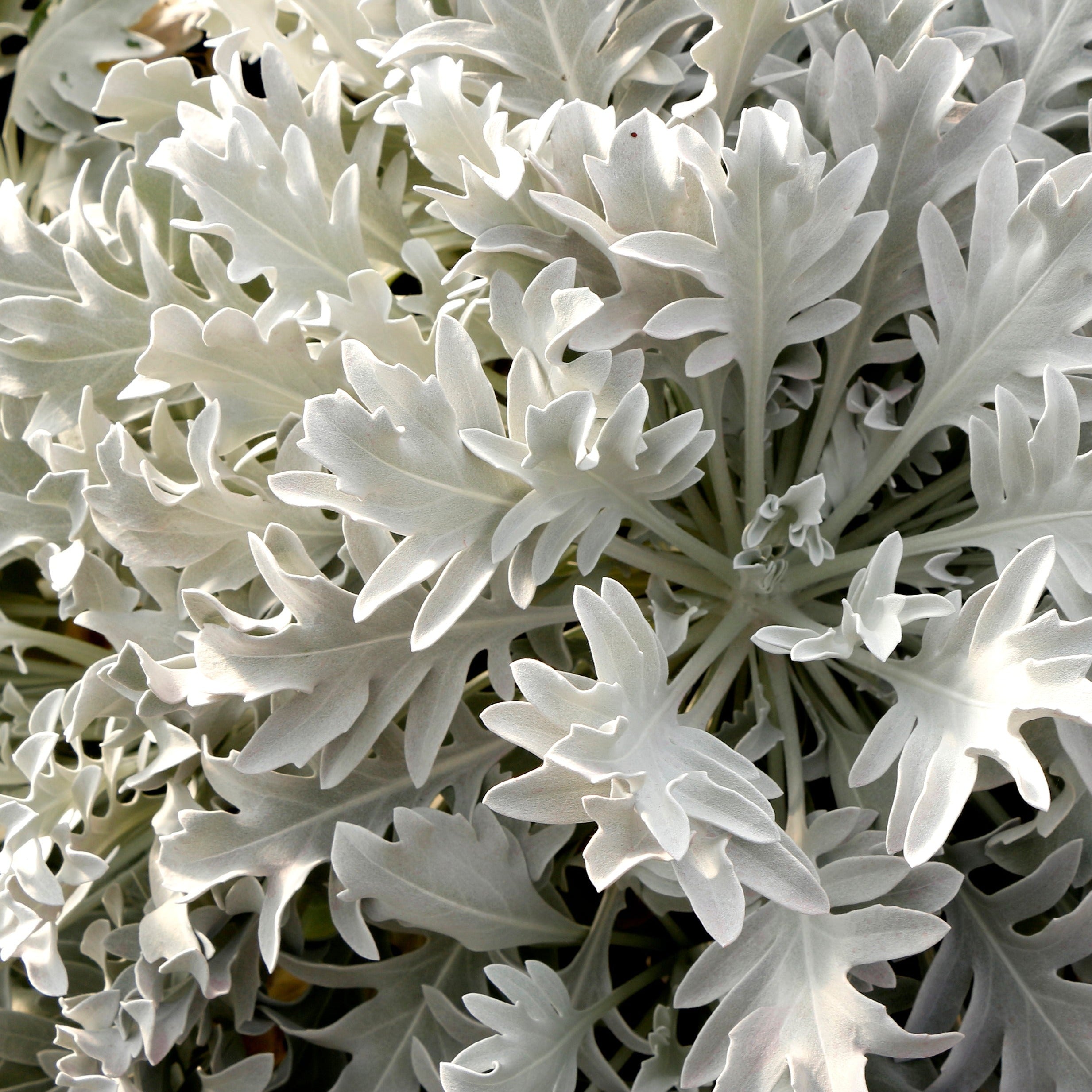 Centaurea 'Snowy Owl' (36 cell half tray)