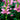 Chelone (32)
