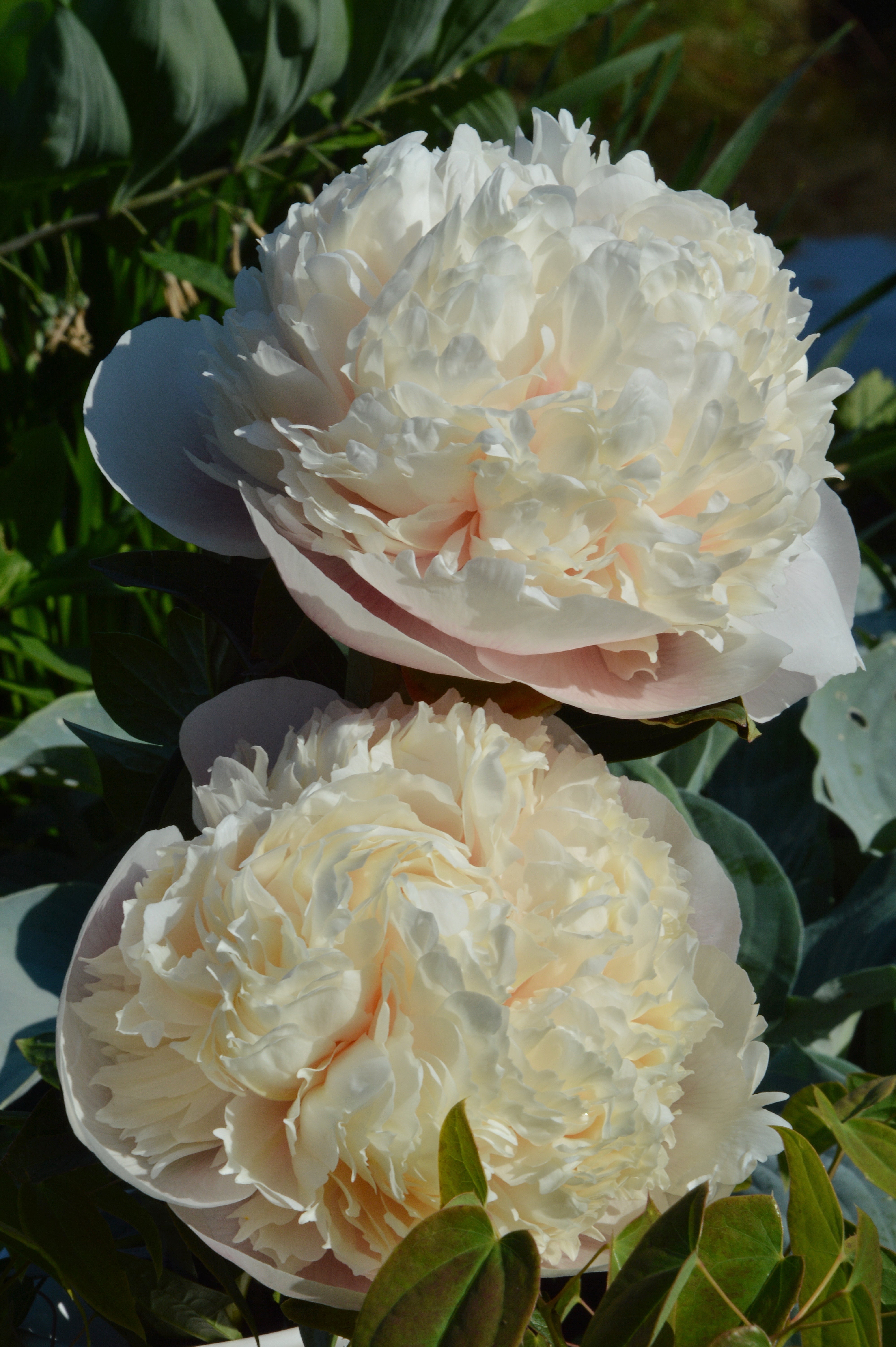 Colonel Root Peony Colonel Owens Cousins (3/5 eye, 50 roots) – Farmer Bailey Inc.