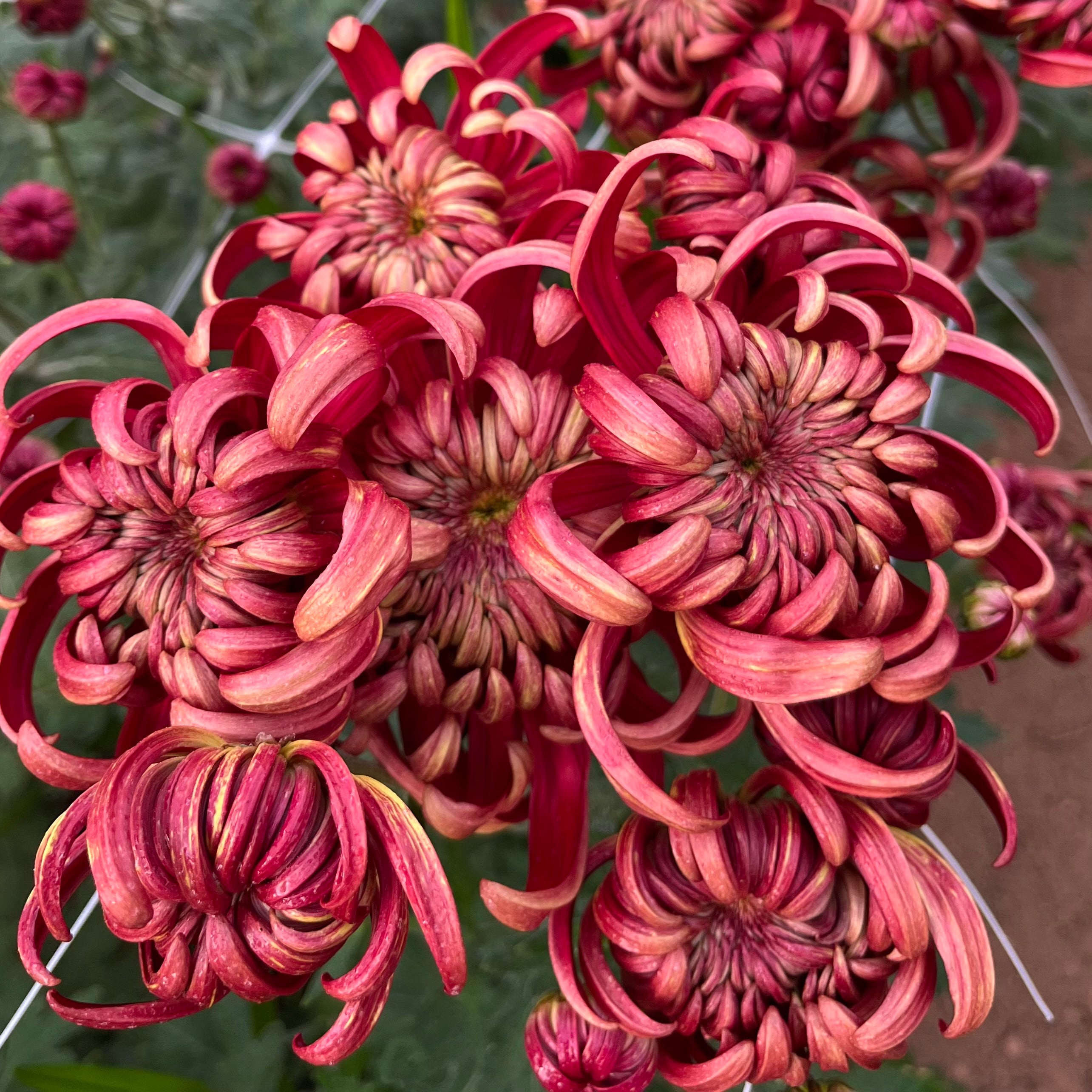 crimson tide succulent Crimson Tide (3 cuttings) – Farmer Bailey Inc
