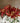 Crimson Tide (3 cuttings)