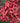 Crimson Tide (3 cuttings)