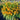 Crocosmia NOVA® 'Gold Dragon' (36 cell half tray)