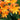 Crocosmia NOVA® 'Gold Dragon' (36 cell half tray)