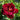 Peony Peter Brand (3/5 eye, 50 roots)