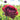 Peony Peter Brand (3/5 eye, 50 roots)