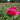 Peony Kansas (3/5 eye, 50 roots)