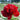 Peony Red Charm (3/5 eye, 50 roots)