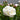 Peony Gardenia (3/5 eye, 50 roots)