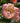 Peony coral sunset flower (Paeonia) in soft pink with yellow stamens, blooming in sunlight. - Peony Coral Sunset (3/5 eye, 40 roots) - Farmer Bailey Inc.