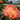 Peony Coral Sunset (3/5 eye, 35 roots)