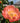 Coral Peony (Paeonia) bloom with soft ruffled petals and yellow stamens in garden setting. - Peony Coral Sunset (3/5 eye, 40 roots) - Farmer Bailey Inc.