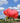 Coral pink Dutch peony flower (Paeonia) in full bloom against blue sky background. - Peony Coral Beach (3/5 eye, 40 roots) - Farmer Bailey Inc.