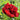 Peony Red Charm (3/5 eye, 50 roots)