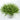 Lepidium