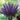 Delphinium Aurora