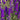 Larkspur QIS