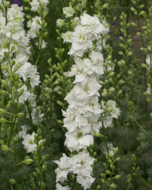 larkspur qis rose seeds Larkspur QIS – Farmer Bailey Inc